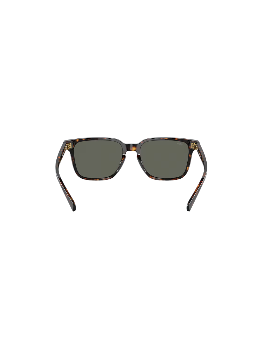 COSTA | Kailano - Tortoise
